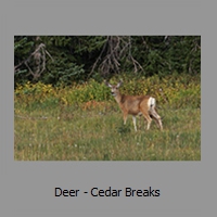 Deer - Cedar Breaks